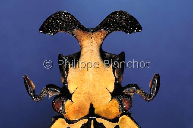 Goliathus cacicus 2.JPG - Goliathus cacicus (Portrait)Goliath caciqueGoliath beetleColeopteraCetoniidaeGhana